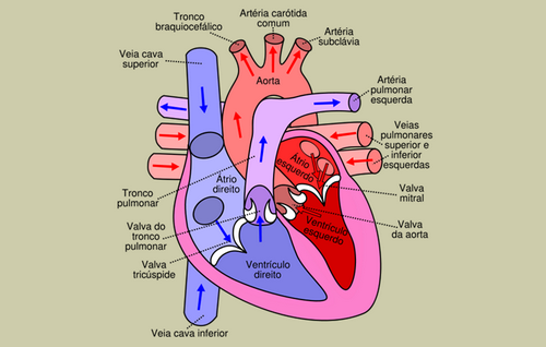 Otot Jantung dan Aliran Darah runtuhnya dinding arteri dan ini