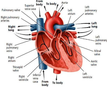 Otot Jantung dan Aliran Darah ventrikel, yang merupakan
