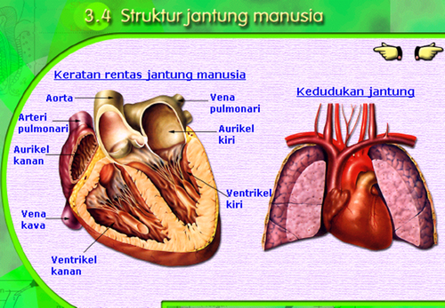 Otot Jantung dan Aliran Darah bekuan darah